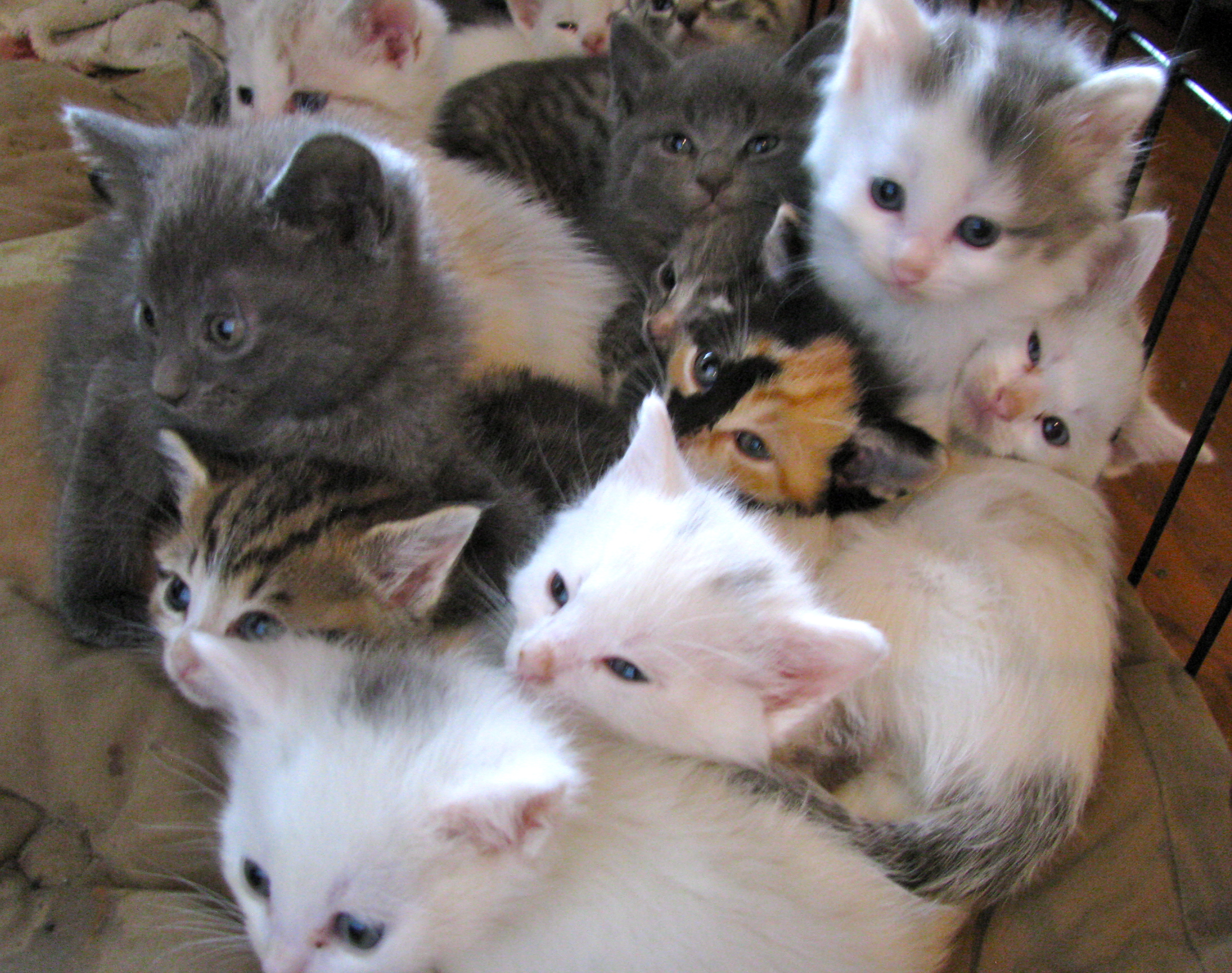 25-cats-and-kittens-this-saturday-only-a-a-r-f-all-about